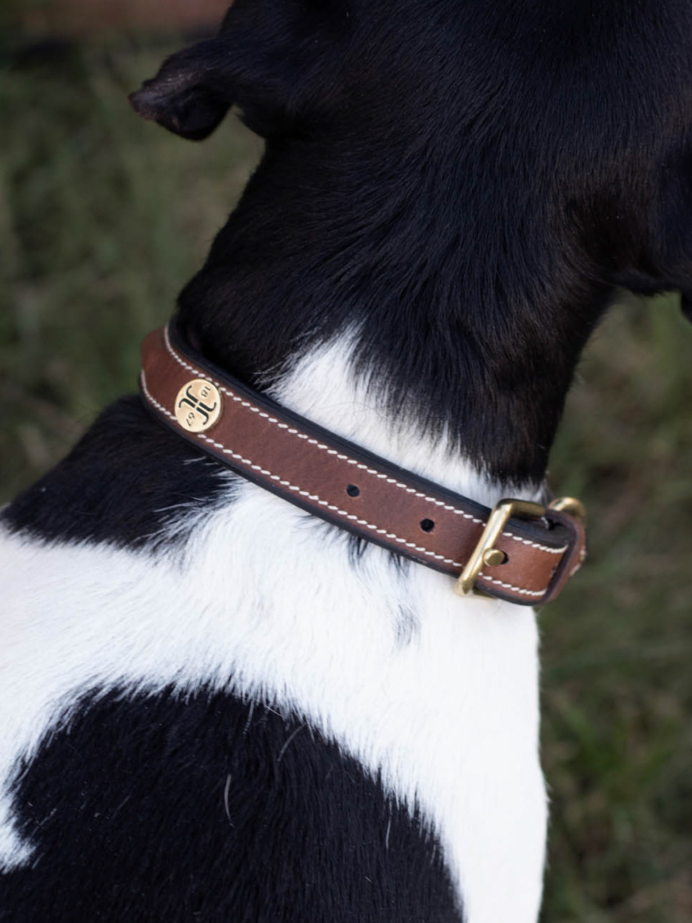 Arezzo Hundhalsband thumbnail