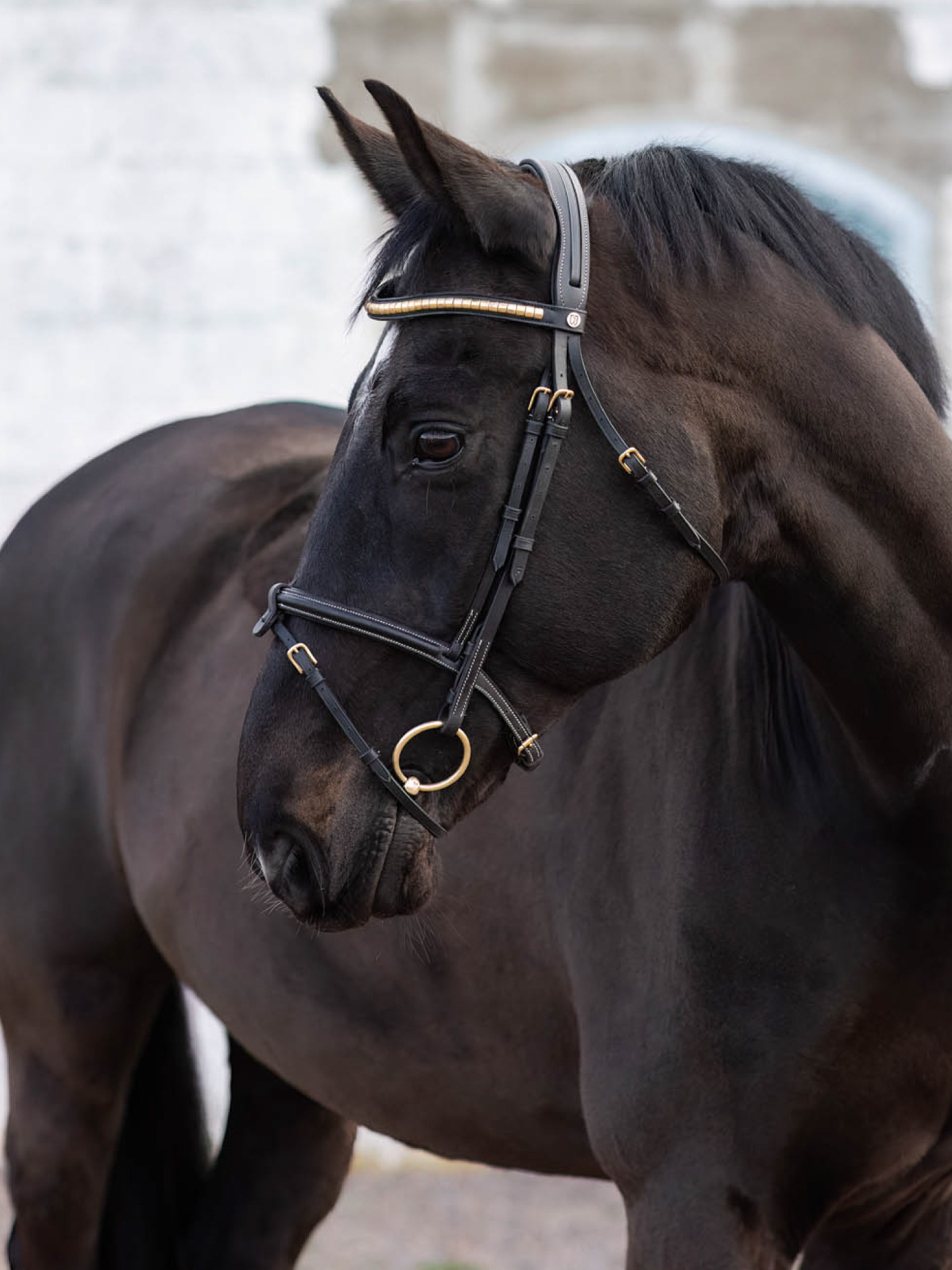 California Aachen Bridle thumbnail