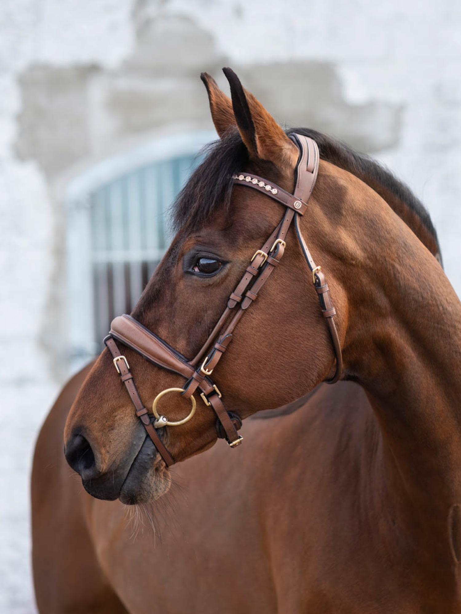 Cleveland Dressage Bridle thumbnail